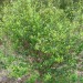 Walter's Viburnum